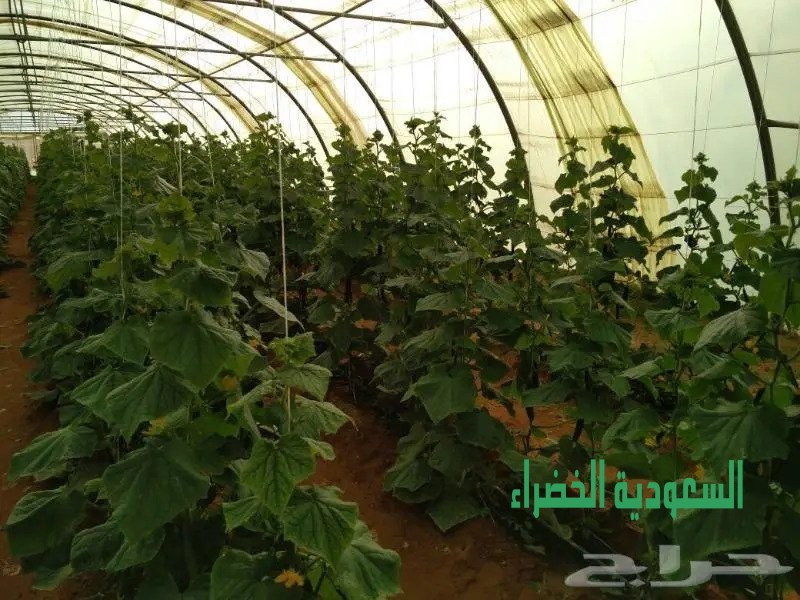 للبيع عرض ممتاز مزرعه في سدير وادي وراط
